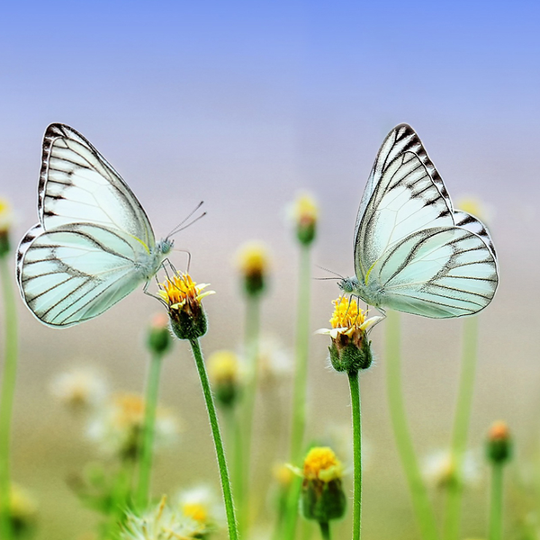 Quelle: Pixabay 1127666_1920